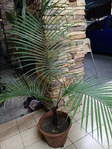 Palm Tree, pokok hidup , outdoor plant 