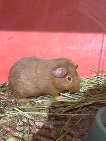 American Guinea pig for sale