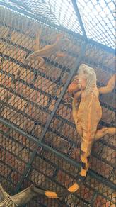 red iguana