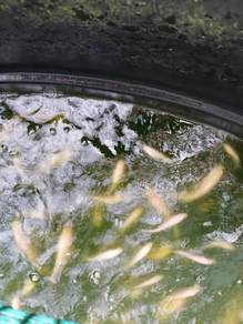 Ikan talapia