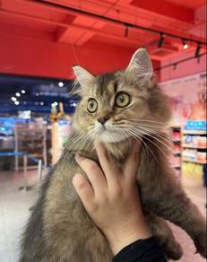 British Long Hair Cat