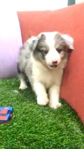 Border collie blumerle tri color MKA and microchip