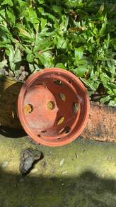 Orchid pot