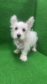 西高地女
Westie 
Female
JF-1
Dob ： 30-03-26