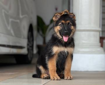 German Shepherd