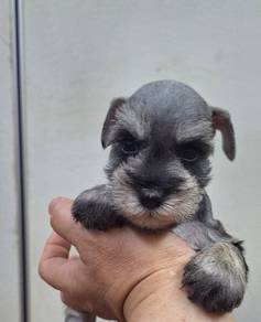 mini schnauzer 