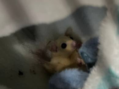 sugar glider