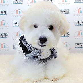 Maltipoo