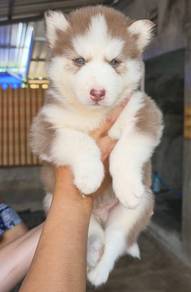 SIBERIAN HUSK PUPPIES 🌻 Boy~Girl Sb156