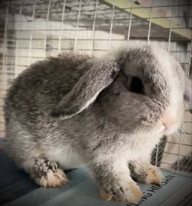 Holland Lop and Netherland Dwarf Rabbit