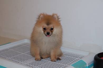J0721 Pomeranian cute fluffy small puppy