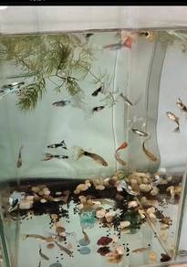 Assorted/Rojak Guppy Aquarium Decoration Semenyih 