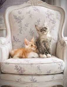 Kittens