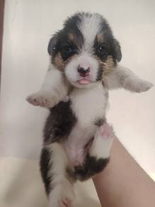 Pure Tricolor Corgi