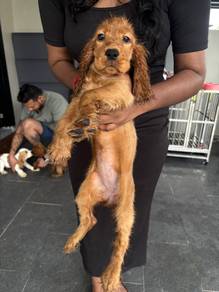 Cocker Spaniel