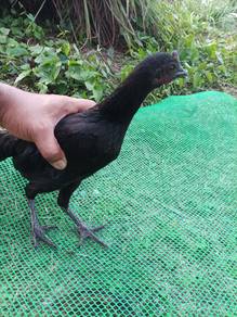 Ayam Hutan (Betina)