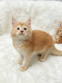 Maine coon kitten pure