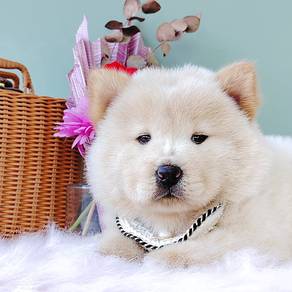 Chow Chow