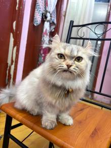 Kucing Parsi