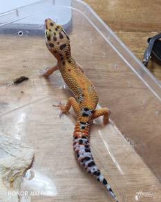 Leopard Gecko 