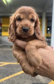 ENGLISH COCKER SPANIEL PUPPIES C162🌻Male New Born