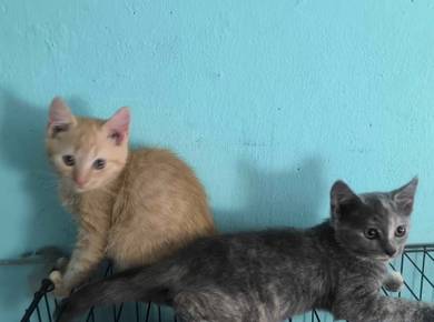 Kucing Jantan/bertina jenis Mix British Short Hair
