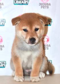 i14 Cute Shiba Puppy