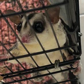 Sugar Glider (White Face)