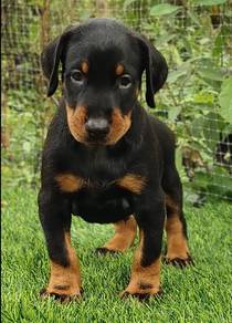 DOBERMAN PUPPIES 🐻 H173 Male Female Available