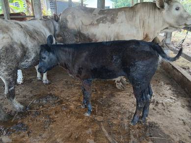 anak betina mega.. 