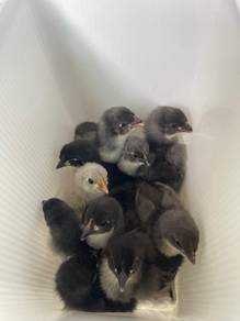 Anak Ayam Australorp