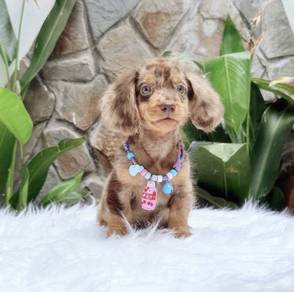 MINIATURE DACHSHUND Puppies D54 🐻 Good-looking M