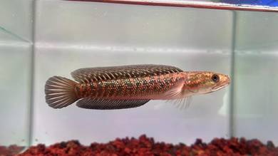 Ikan Channa Fish Asiatica Kalimaya 6 inch (AK-6)