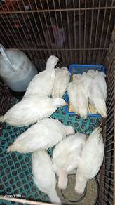 anak ayam mutiara putih