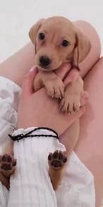 J0108 Dachshund Chocolate Tan Puppy