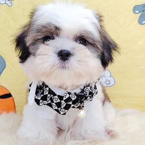 Shih Tzu