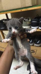 Dsh- Grey white (female)