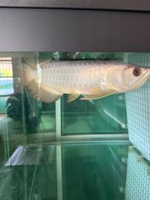 arowana malaysian golden
