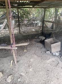ayam cemani utk dilepaskan 