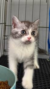 Kitten Untuk Rehome