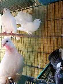 Burung Merpati Merak@Kipas