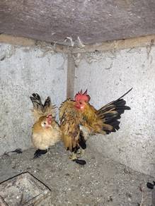 ayam serama sepasang 