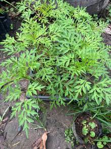 anak pokok Ulam Raja 