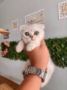 scottish fold silver ns11 shorthair female kitten