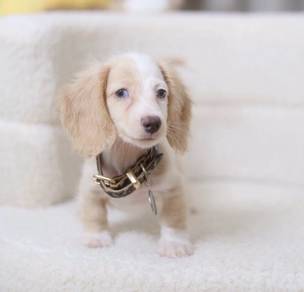 MINIATURE DACHSHUND Puppies  VIP64🐻 Male