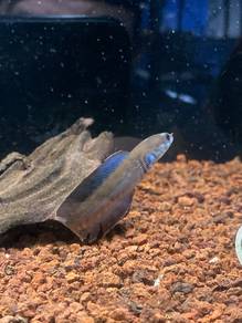 Ikan Channa Red Andrao