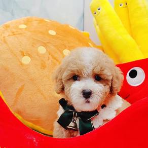Toy Poodle