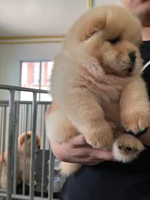 Chow Chow
