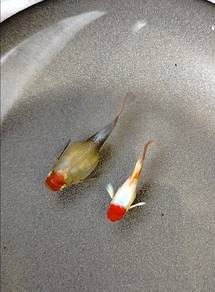 ikan guppy santa gold koi sb