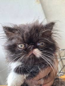 kitten rehome